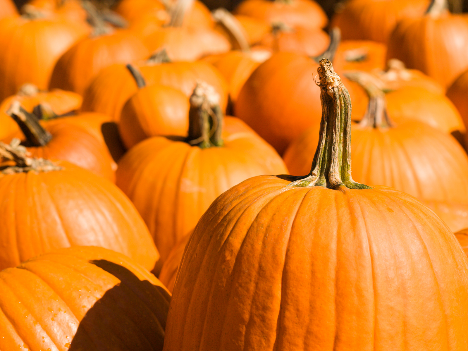 Picture of Fall Fun Ticket