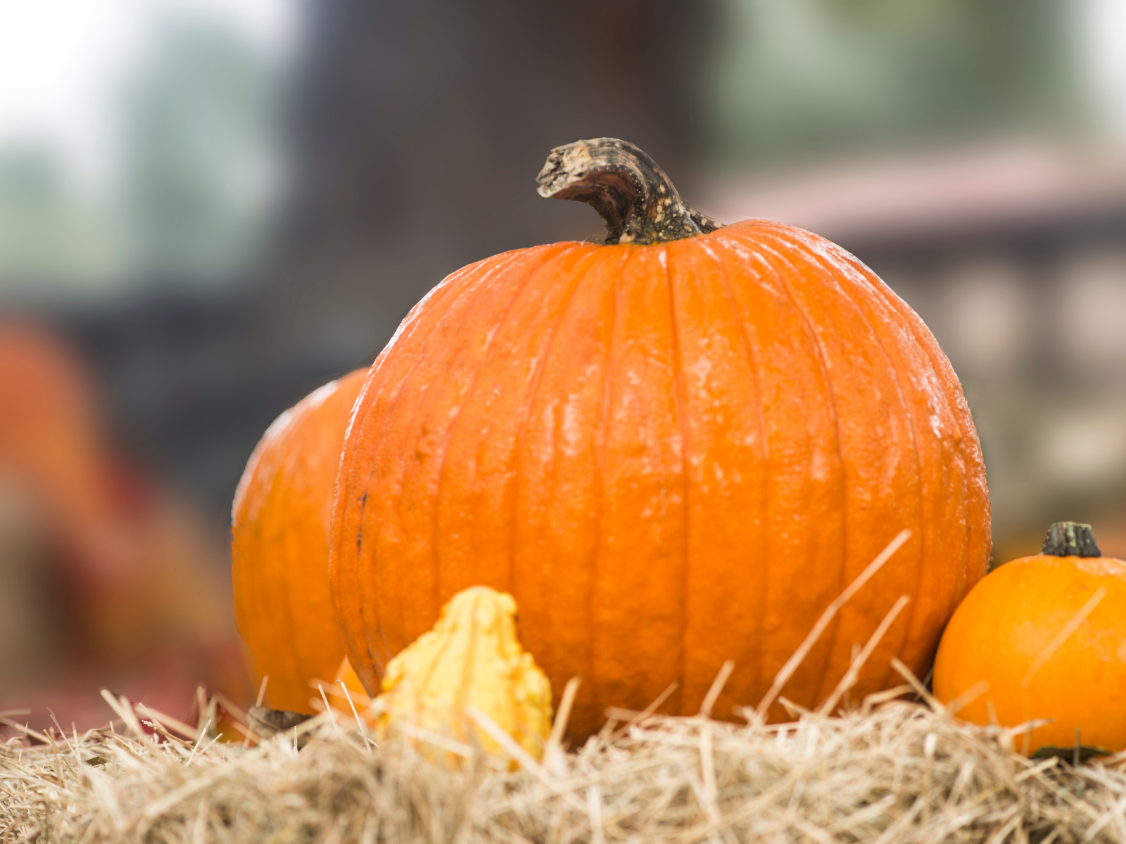 Seasonal events pumpkin
