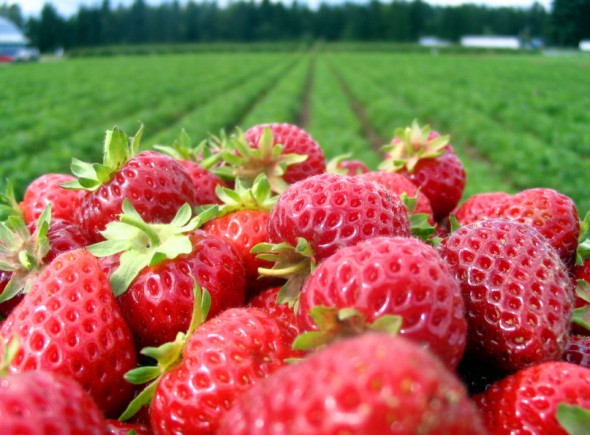 https://www.rosefamilyfarm.ca/app/uploads/2022/05/strawberries-on-farm.jpg